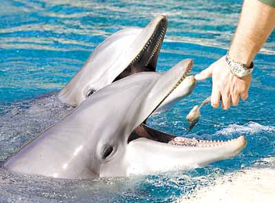 Delfines agradecidos